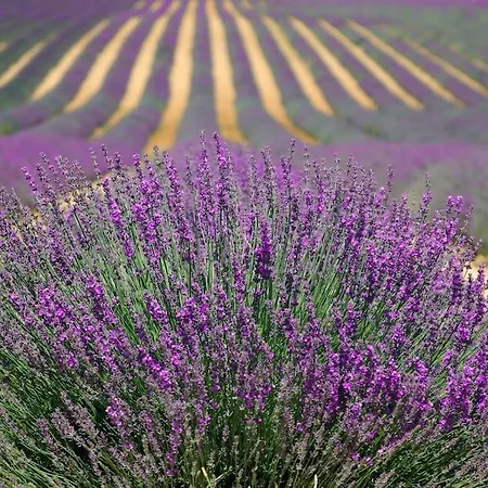 Impression Du Sud Gite 1 Saint-Rémy-de-Provence Extérieur photo